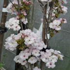 PRUNUS serrulata Amanogawa PRUNUS serrulata Amanogawa