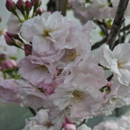 PRUNUS serrulata Amanogawa PRUNUS serrulata Amanogawa
