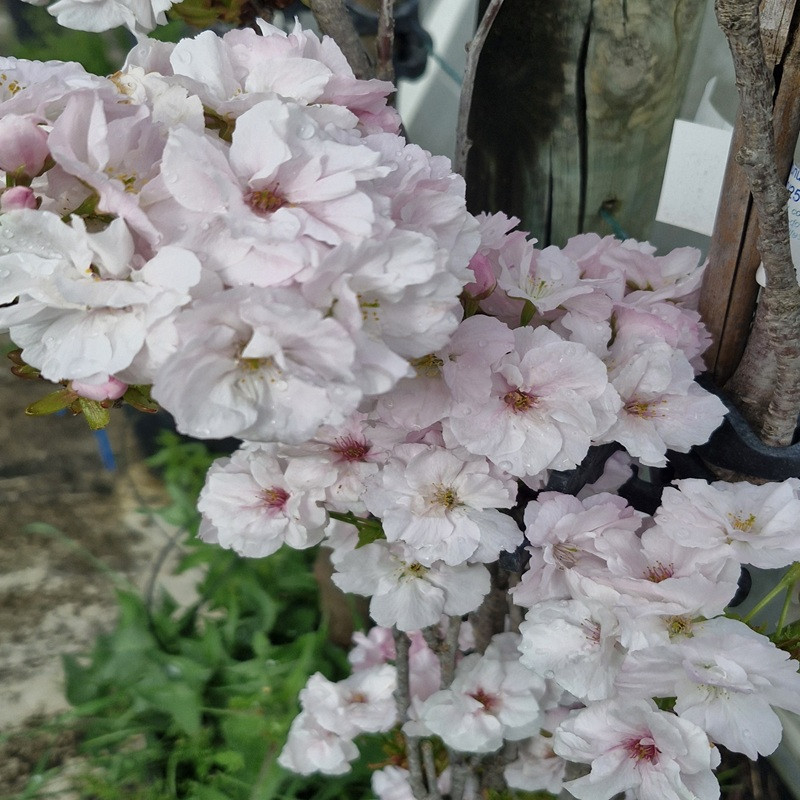 PRUNUS serrulata Amanogawa PRUNUS serrulata Amanogawa