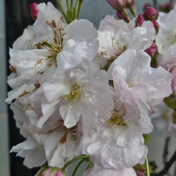 PRUNUS serrulata Amanogawa