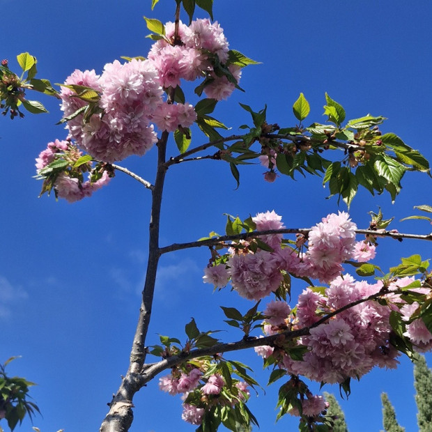 PRUNUS serrulata Kiku-shidare