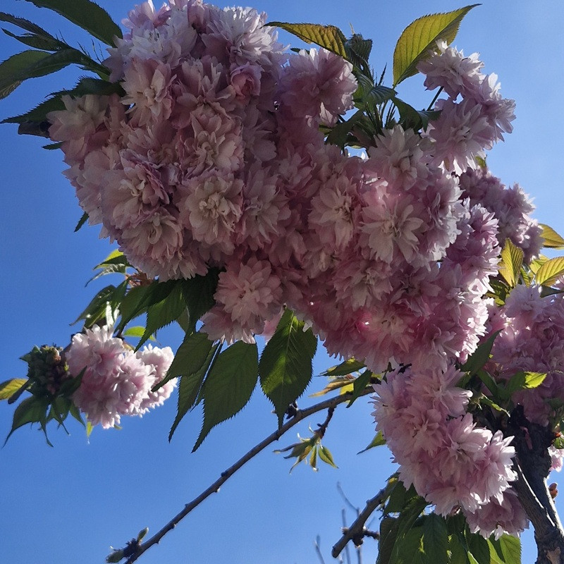 PRUNUS serrulata Kiku-shidare PRUNUS serrulata Kiku-shidare