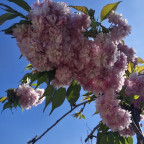 PRUNUS serrulata Kiku-shidare PRUNUS serrulata Kiku-shidare