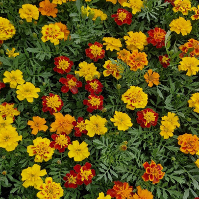 TAGETES patula Super heros (oeillet d\'inde) x6