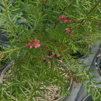 GREVILLEA rosmarinifolia Rosa jenkensii