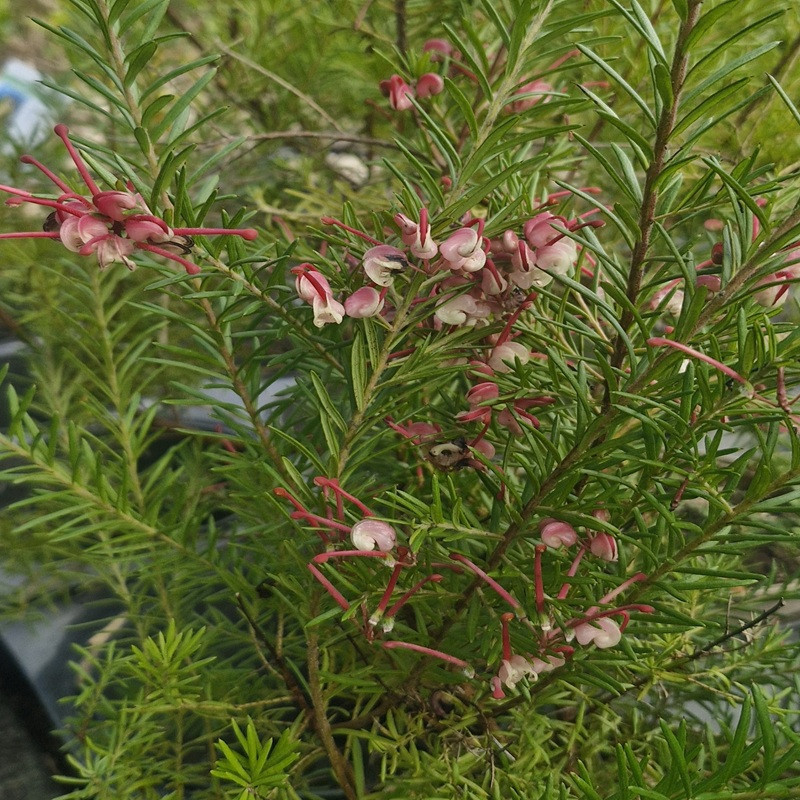 GREVILLEA rosmarinifolia Rosa jenkensii