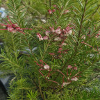 GREVILLEA rosmarinifolia Rosa jenkensii