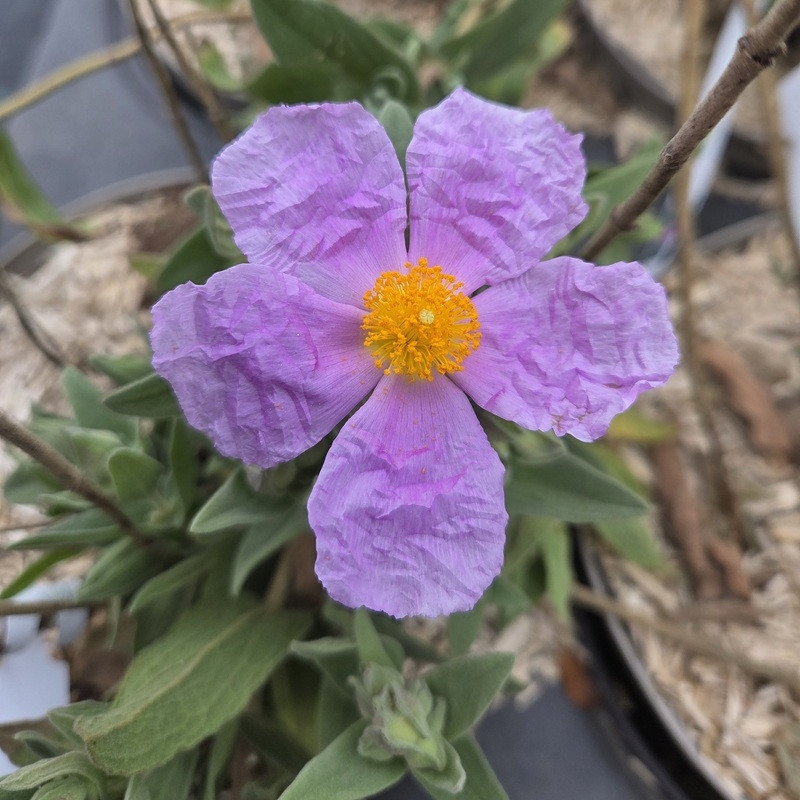 CISTUS albidus CISTUS albidus