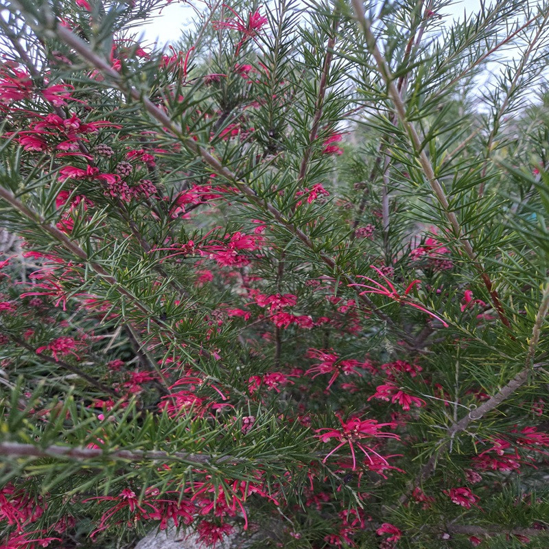 GREVILLEA juniperina