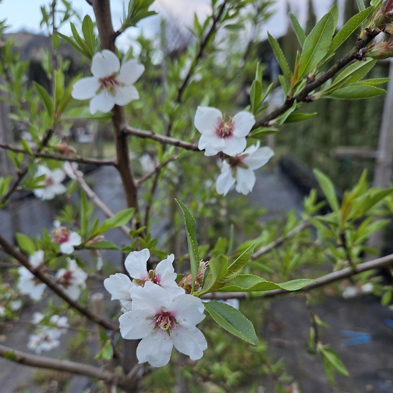 PRUNUS amygdalus Ferragn&egrave;s (amandier)