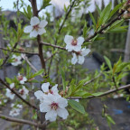 PRUNUS amygdalus Ferragn&egrave;s (amandier)