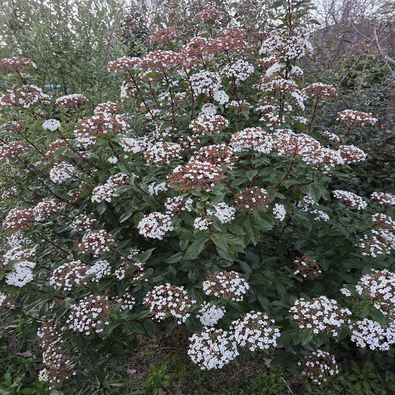 VIBURNUM tinus Quimper