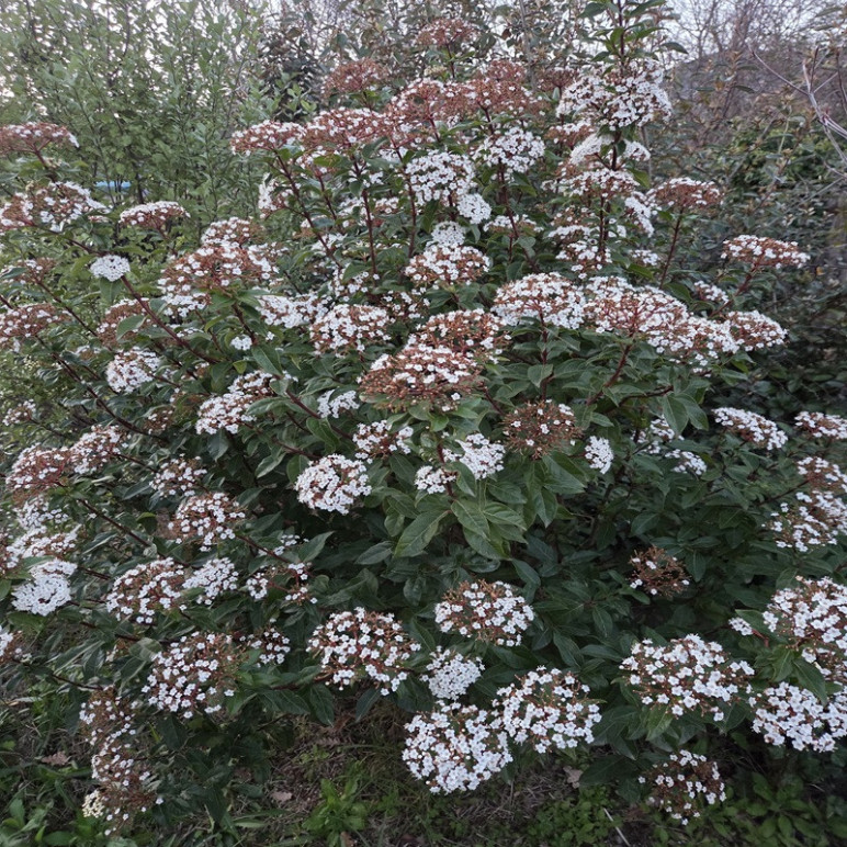VIBURNUM tinus Quimper