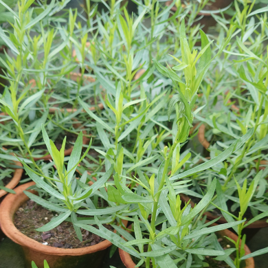 ARTEMISIA dracunculus (estragon)