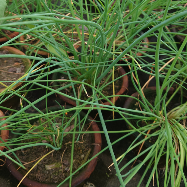 ALLIUM schoenoprasum (ciboulette)
