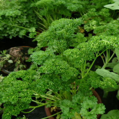 PETROSELINUM sativum ( persil fris&eacute; )
