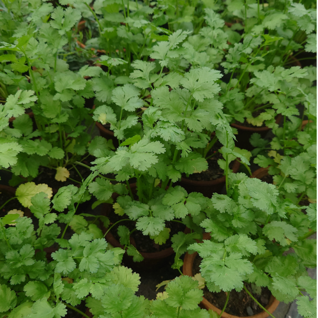 PETROSELINUM sativum ( persil plat )