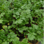 PETROSELINUM sativum ( persil plat ) PETROSELINUM sativum ( persil plat )