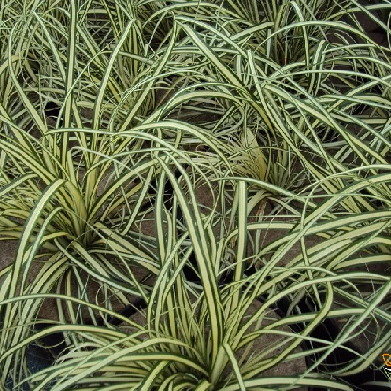 CAREX oshimensis Evergold