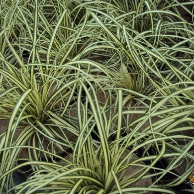 CAREX oshimensis Evergold