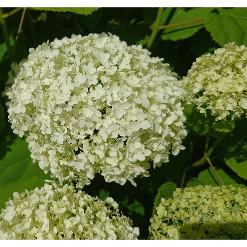 HYDRANGEA arborescens Annabelle