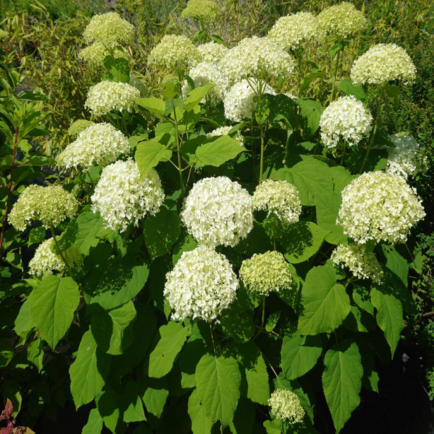 HYDRANGEA arborescens Annabelle