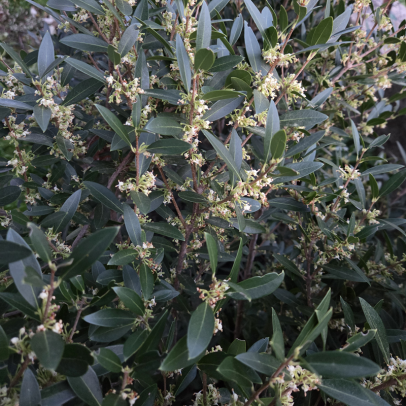 PHILLYREA angustifolia Green quick