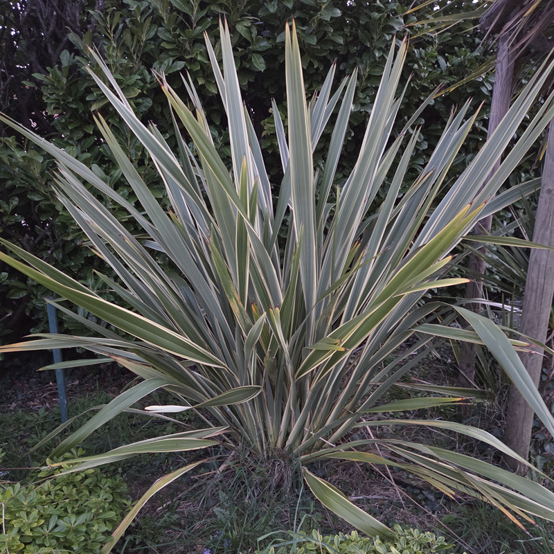 PHORMIUM tenax Variegatum PHORMIUM tenax Variegatum