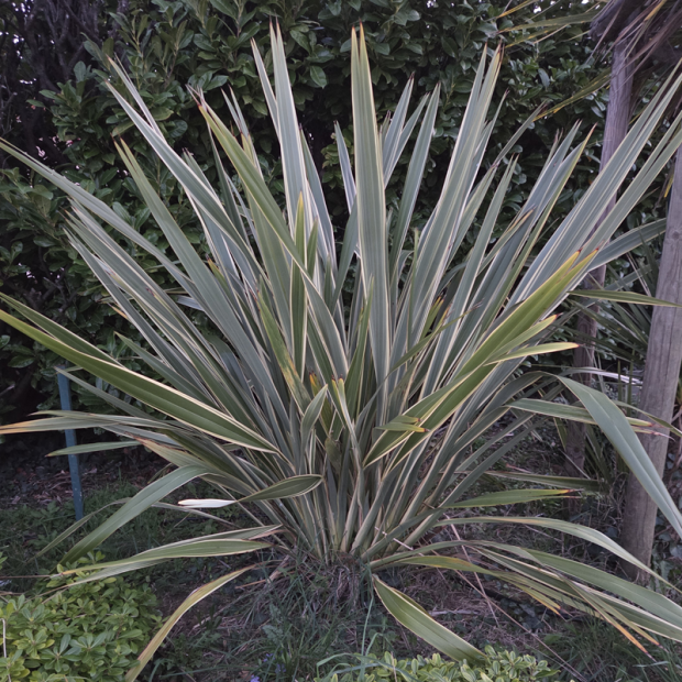 PHORMIUM tenax Variegatum