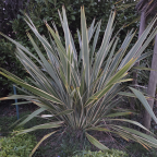 PHORMIUM tenax Variegatum PHORMIUM tenax Variegatum