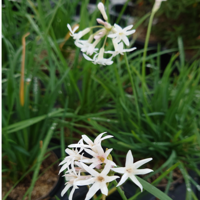 TULBAGHIA violacea Alba