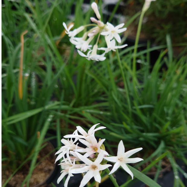 TULBAGHIA violacea Alba