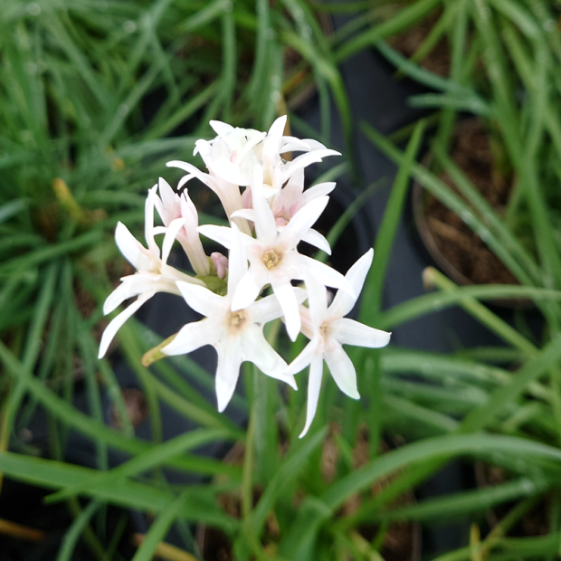 TULBAGHIA violacea Alba