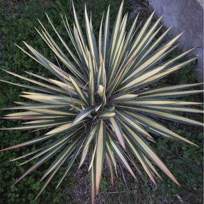 YUCCA filamentosa Color guard