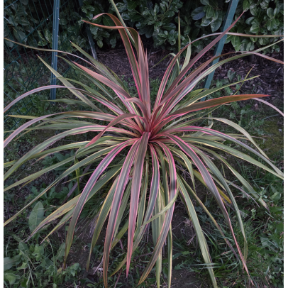 CORDYLINE x banksii Can can