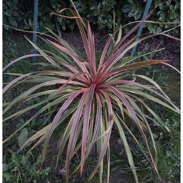 CORDYLINE x banksii Can can