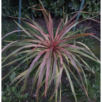 CORDYLINE x banksii Can can