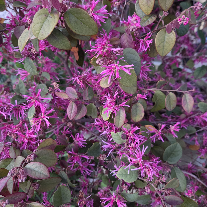 LOROPETALUM chinensis Fire dance