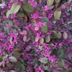 LOROPETALUM chinensis Fire dance