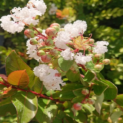 LAGERSTROEMIA indica Nivea