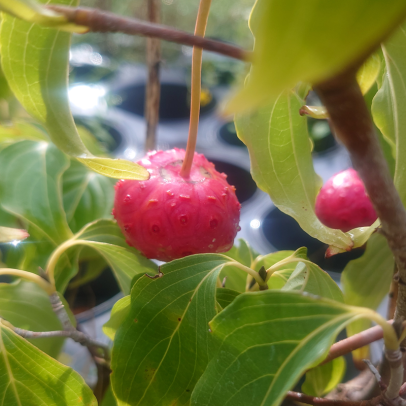CORNUS kousa Chinensis