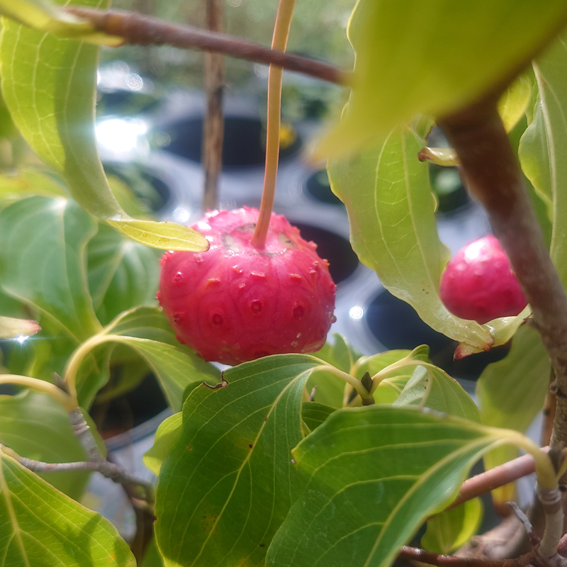 CORNUS kousa Chinensis
