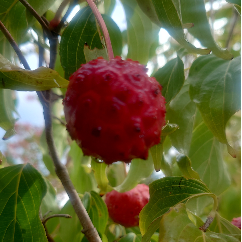 CORNUS kousa Chinensis