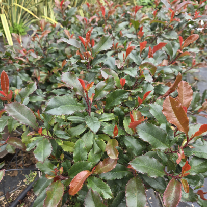 PHOTINIA x fraseri Corallina