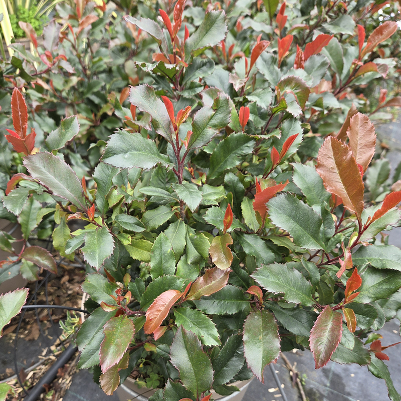 PHOTINIA x fraseri Corallina PHOTINIA x fraseri Corallina