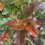 PHOTINIA x fraseri Corallina PHOTINIA x fraseri Corallina