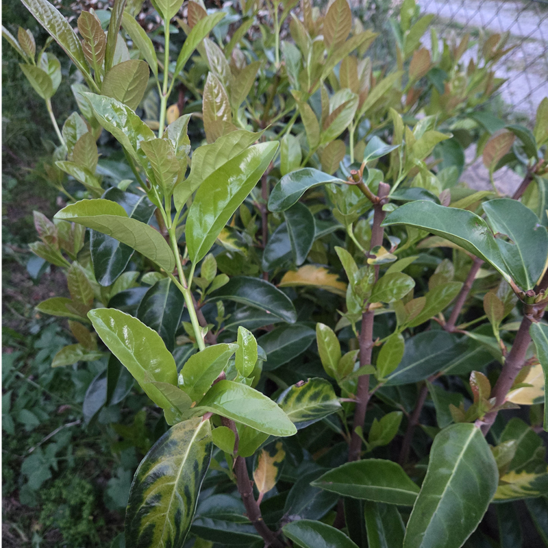 VIBURNUM lucidum VIBURNUM lucidum