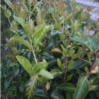 VIBURNUM lucidum VIBURNUM lucidum