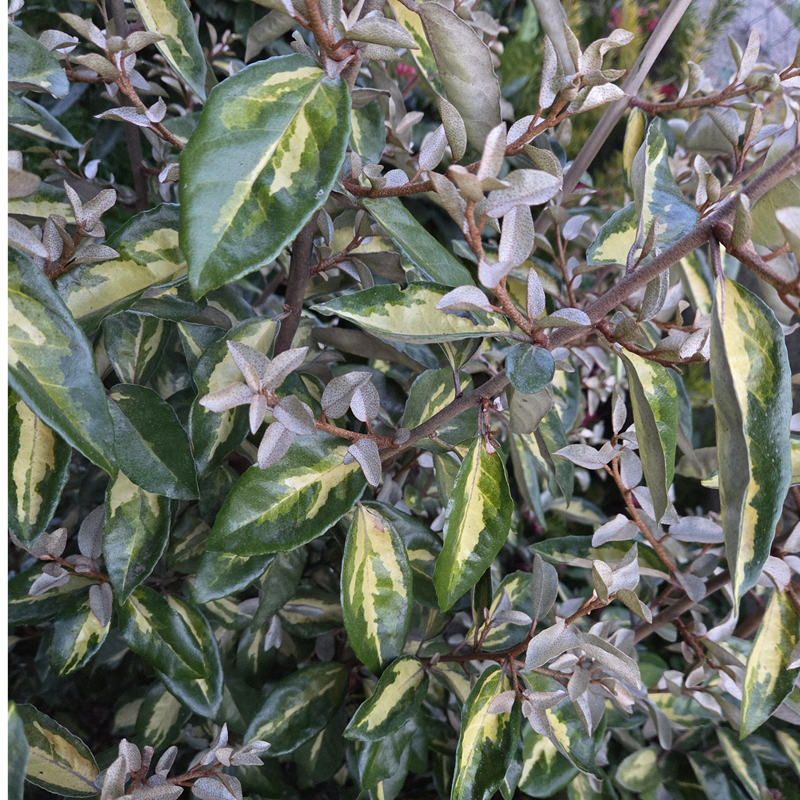 ELAEAGNUS x ebbingei Limelight ELAEAGNUS x ebbingei Limelight