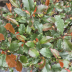 PHOTINIA x fraseri Corallina PHOTINIA x fraseri Corallina